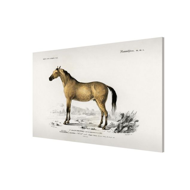 Magnettafel - Vintage Lehrtafel Pferd - Memoboard Querformat 2:3