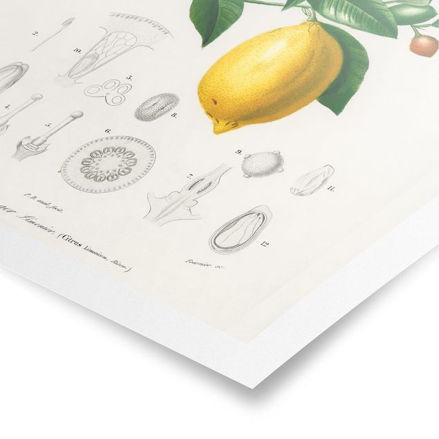 Poster - Botanik Vintage Illustration Zitrone - Hochformat 4:3