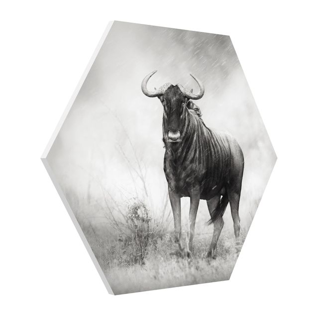 Hexagon Bild Forex - Staring Wildebeest