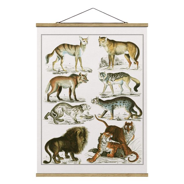 Stoffbild mit Posterleisten - Vintage Lehrtafel Löwe, Tiger und Schakal - Hochformat 3:4