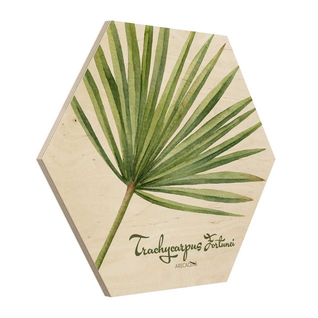 Hexagon Bild Holz - Aquarell Botanik Trachycarpus fortunei