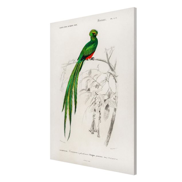 Magnettafel - Vintage Lehrtafel Tropischer Vogel I - Memoboard Hochformat 3:2