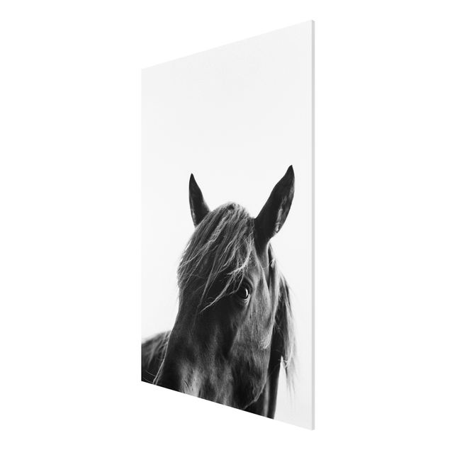 Forex Fine Art Print - Neugieriges Pferd - Hochformat 3:2