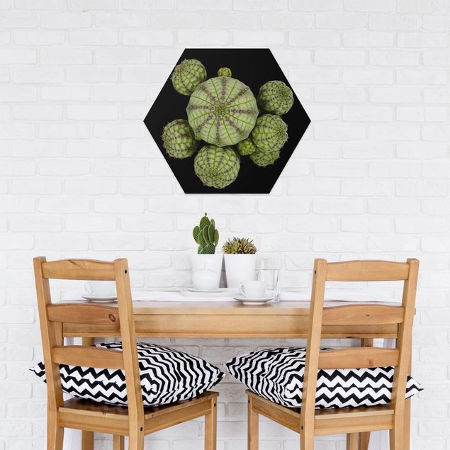 Hexagon Bild Forex - Euphorbia - Seeigelwolfsmilch