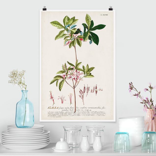 Poster - Vintage Botanik Illustration Azalee - Hochformat 3:2