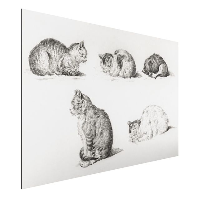 Aluminium Print gebürstet - Vintage Zeichnung Katze I - Querformat 2:3