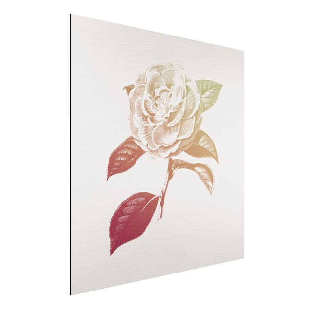 Aluminium Print gebürstet - Modern Vintage Botanik Rose Rot Grün - Quadrat 1:1
