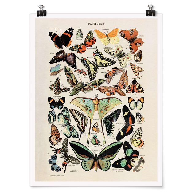 Poster - Vintage Lehrtafel Schmetterlinge und Falter - Hochformat 4:3