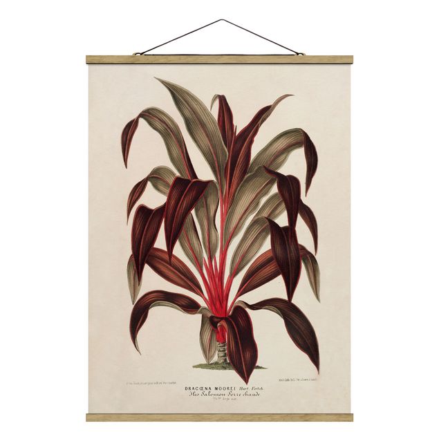 Stoffbild mit Posterleisten - Botanik Vintage Illustration Drachenbaum - Hochformat 3:4