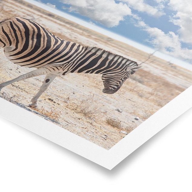 Poster - Zebra in der Savanne - Quadrat 1:1