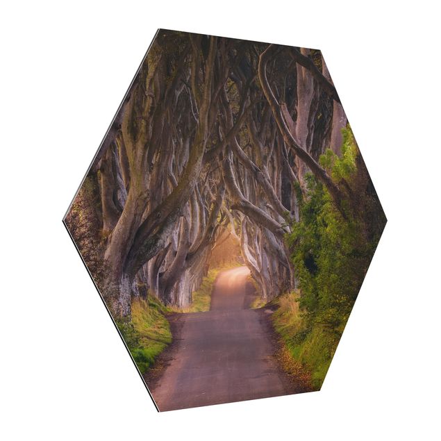 Hexagon Bild Alu-Dibond - Tunnel aus Bäumen