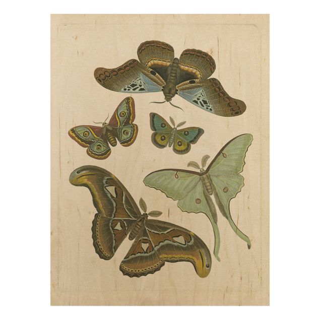 Holzbild - Vintage Illustration Exotische Schmetterlinge II - Hochformat 4:3