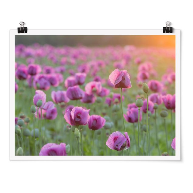 Poster - Violette Schlafmohn Blumenwiese im Frühling - Querformat 3:4