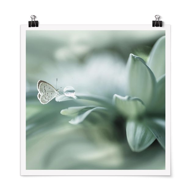 Poster - Schmetterling und Tautropfen in Pastellgrün - Quadrat 1:1