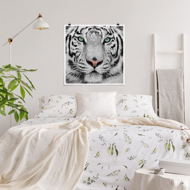 Poster - Weißer Tiger - Quadrat 1:1