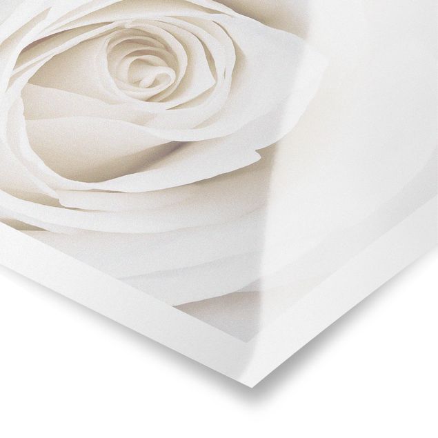 Poster - Pretty White Rose - Querformat 2:3