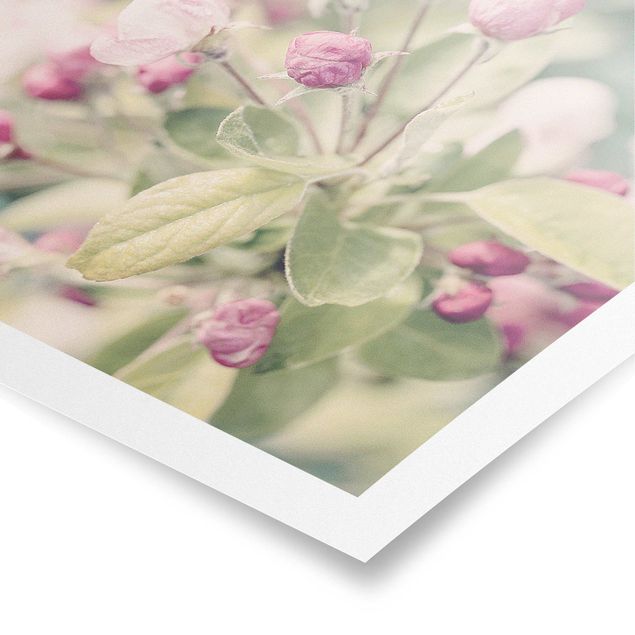 Poster - Apfelblüte Bokeh rosa - Quadrat 1:1