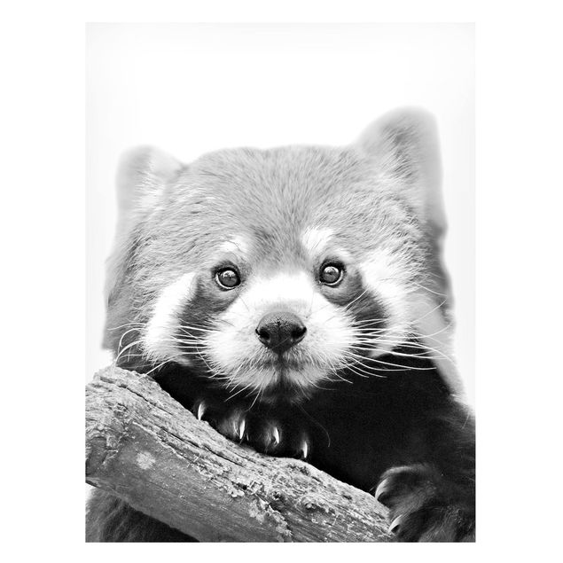 Magnettafel - Roter Panda in Schwarz-weiß - Hochformat 3:4