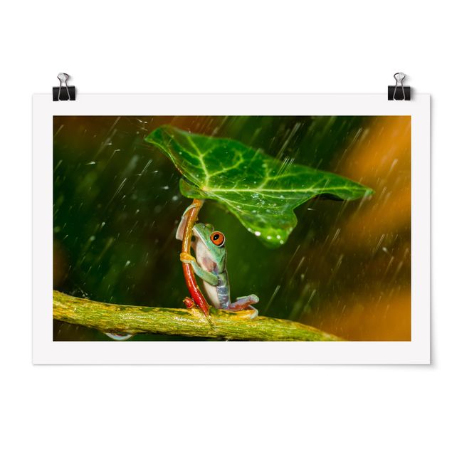 Poster - Ein Frosch im Regen - Querformat 2:3