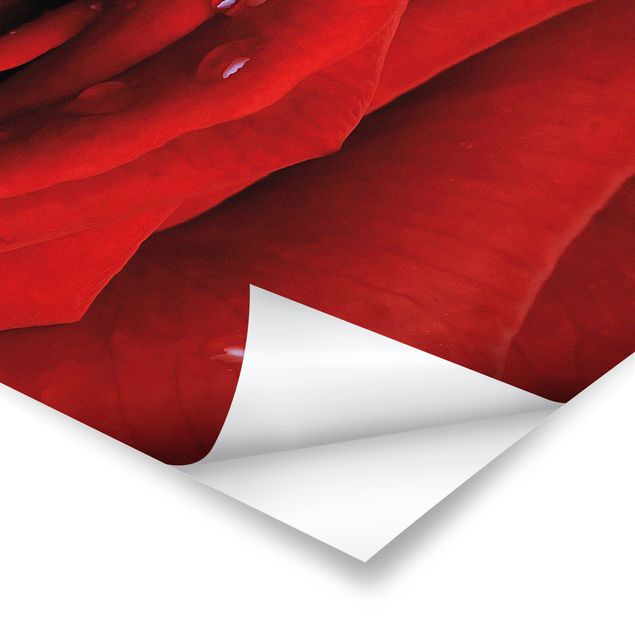 Poster - Rote Rose mit Wassertropfen - Panorama Querformat