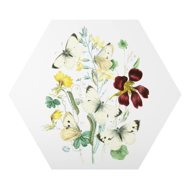 Hexagon Bild Alu-Dibond - Britische Schmetterlinge II