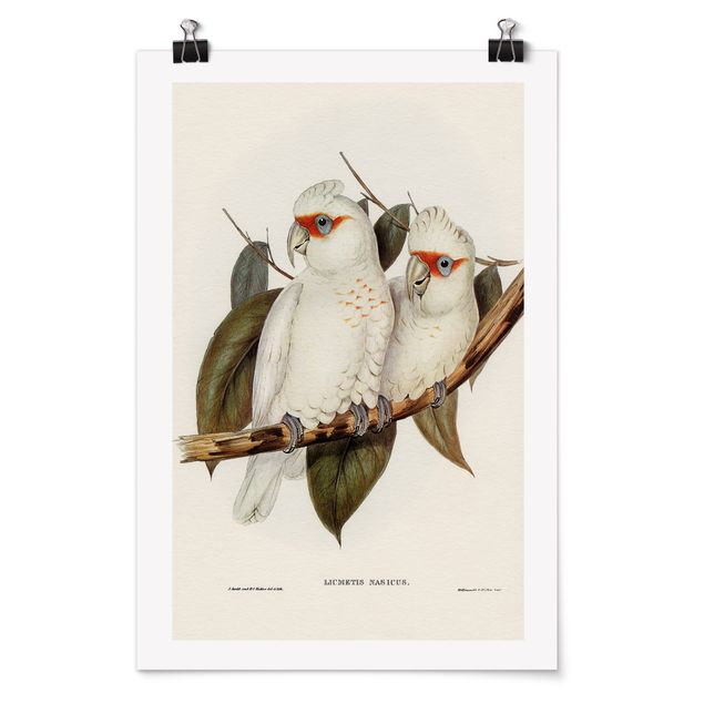 Poster - Vintage Illustration Weißer Kakadu - Hochformat 3:2