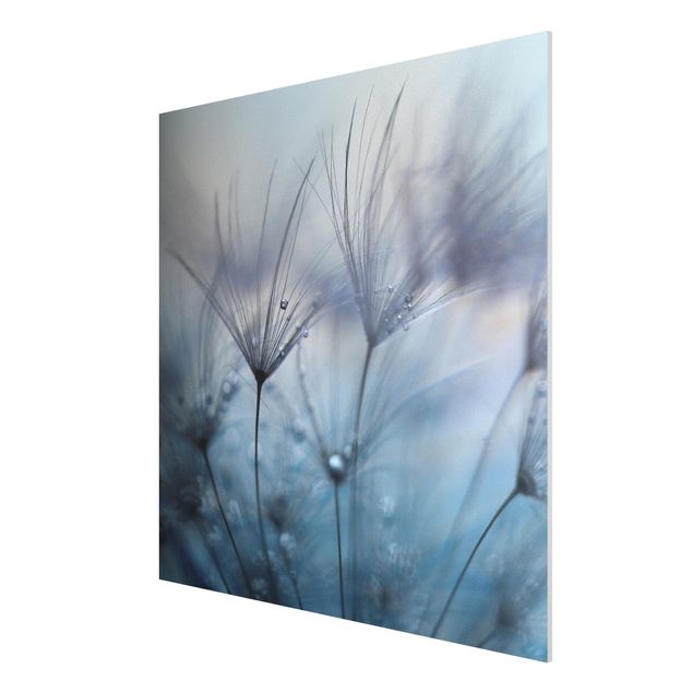 Forex Fine Art Print - Blaue Federn im Regen - Quadrat 1:1