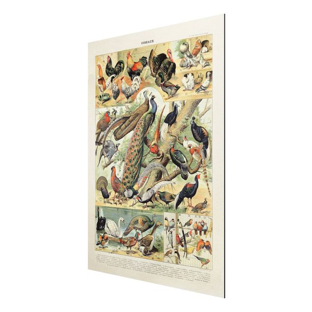 Aluminium Print gebürstet - Vintage Lehrtafel Europäische Vögel - Hochformat 4:3