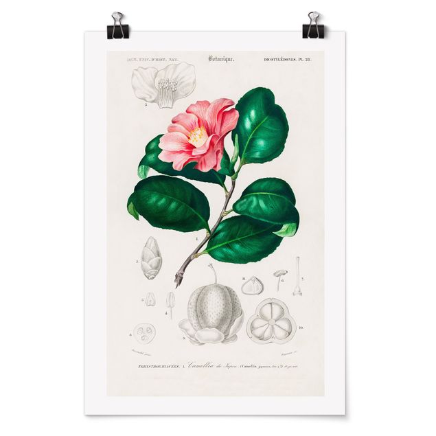 Poster - Botanik Vintage Illustration Tropische Pflanze II - Hochformat 3:2