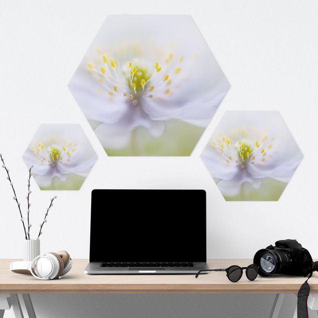 Hexagon Bild Forex - Anemonen Schönheit