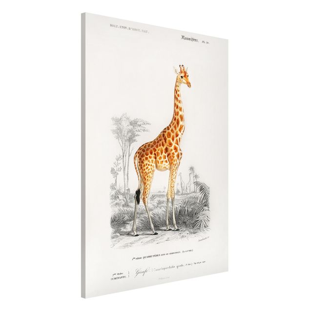 Magnettafel - Vintage Lehrtafel Giraffe - Memoboard Hochformat 3:2