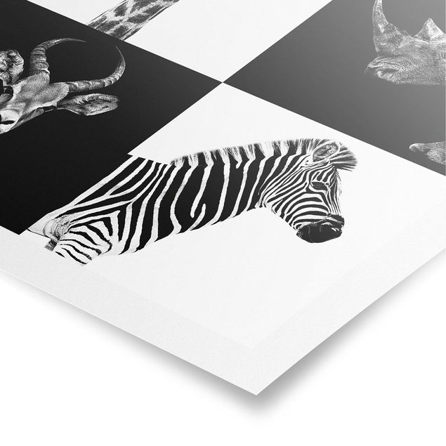 Poster - Safari Quartett - Quadrat 1:1