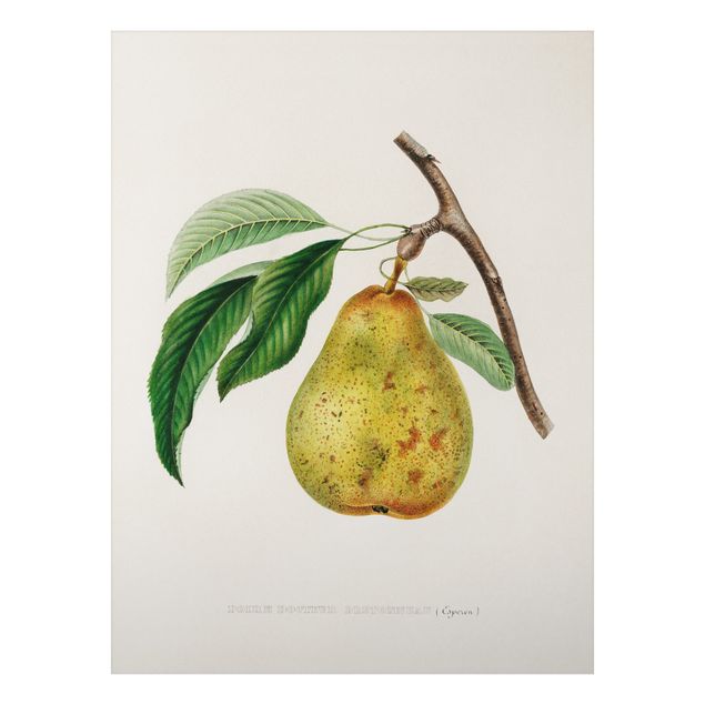 Aluminium Print gebürstet - Botanik Vintage Illustration Gelbe Birne - Hochformat 4:3