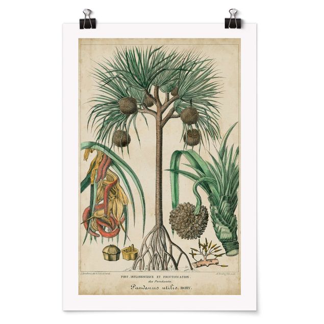 Poster - Vintage Lehrtafel Exotische palmen I - Hochformat 3:2