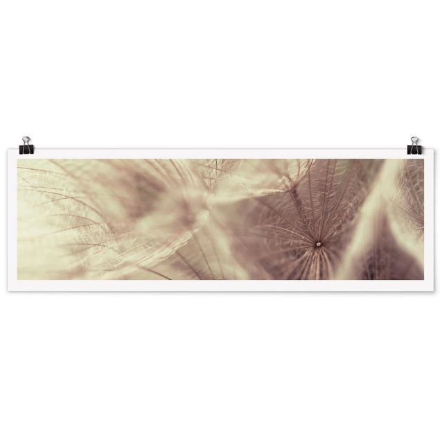 Poster - Detailreiche Pusteblumen Makroaufnahme mit Vintage Blur Effekt - Panorama Querformat