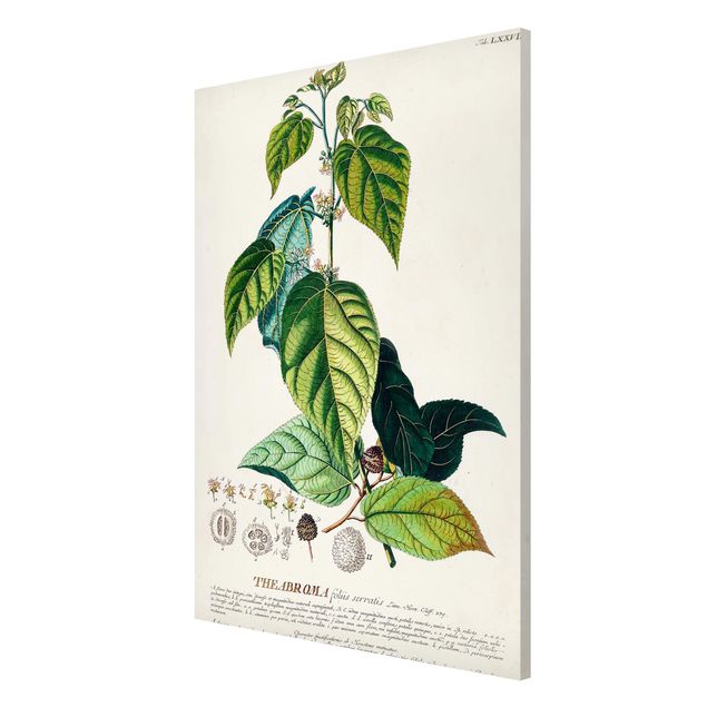 Magnettafel - Vintage Botanik Illustration Kakao - Memoboard Hochformat 3:2