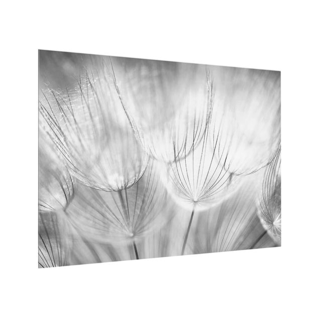 Glas Spritzschutz - Pusteblumen Makroaufnahme in schwarz weiß - Querformat - 4:3