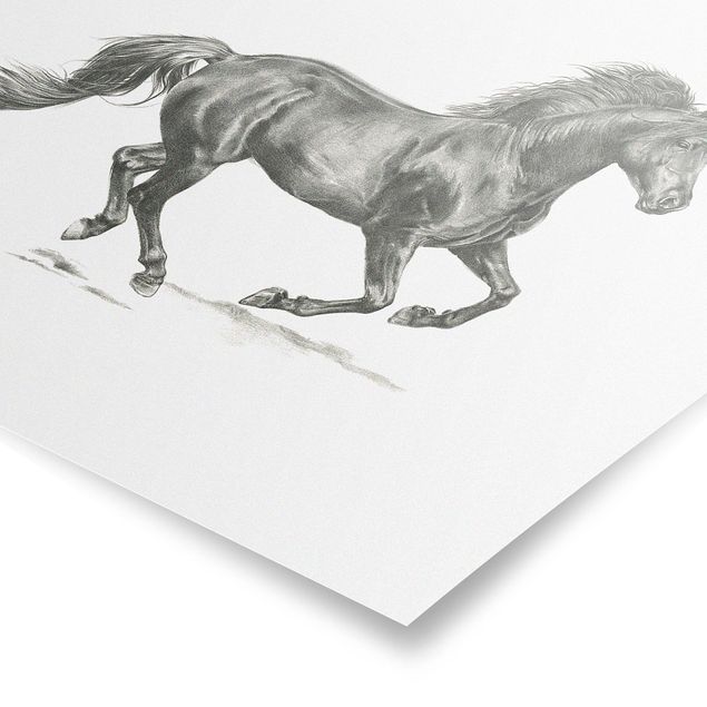 Poster - Wildpferd-Studie - Hengst - Quadrat 1:1