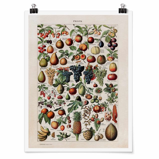 Poster - Vintage Lehrtafel Früchte - Hochformat 4:3