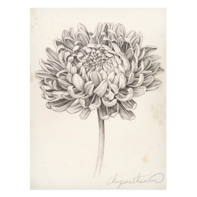 Magnettafel - Botanische Studie Chrysantheme II - Memoboard Hochformat 4:3