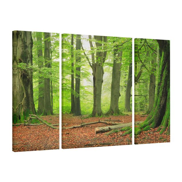 Leinwandbild 3-teilig - Mighty Beech Trees - Triptychon