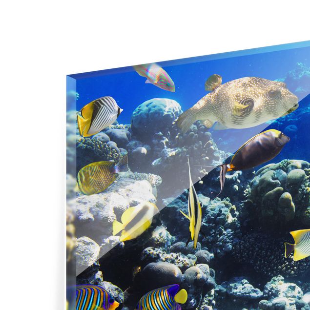 Spritzschutz Glas - Underwater Reef - Querformat - 3:2