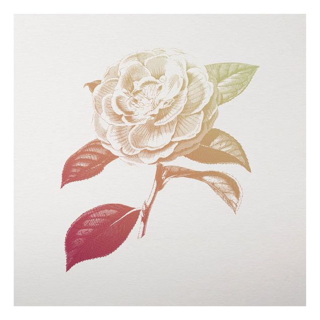 Aluminium Print gebürstet - Modern Vintage Botanik Rose Rot Grün - Quadrat 1:1