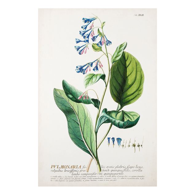Forex Fine Art Print - Vintage Botanik Illustration Lungenkraut - Hochformat 3:2