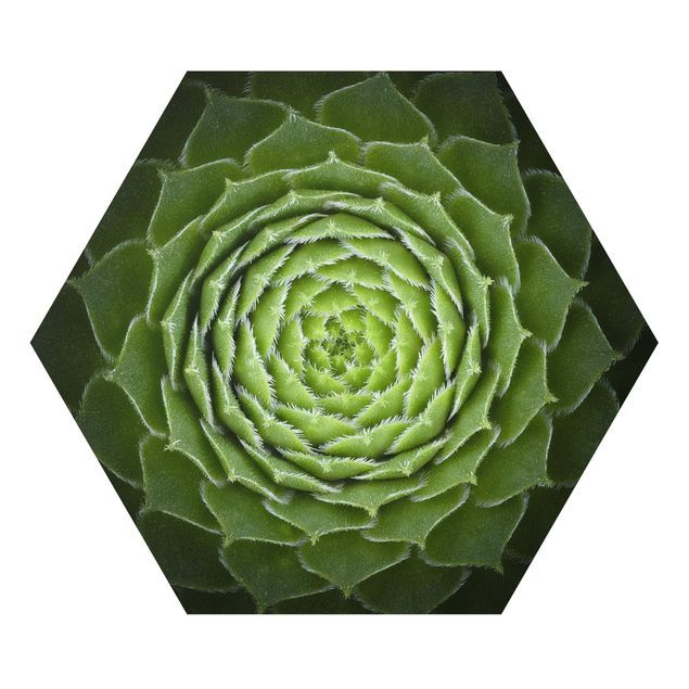 Hexagon Bild Forex - Mandala Sukkulente