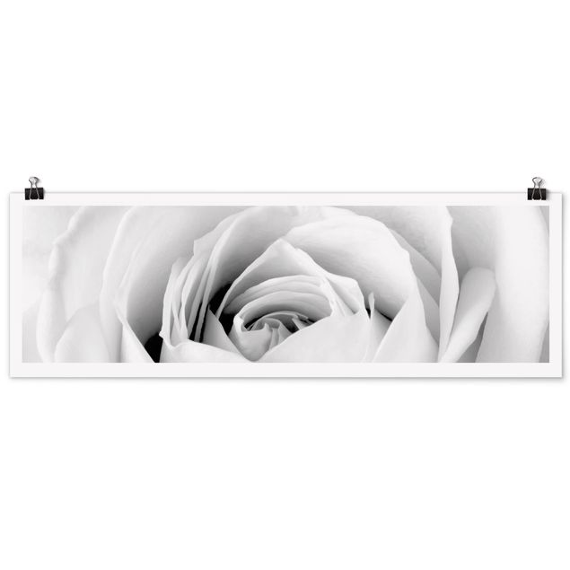 Poster - Close Up Rose - Panorama Querformat