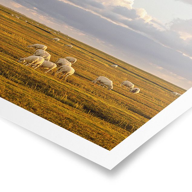 Poster - Nordsee Leuchtturm mit Schafsherde - Panorama Querformat