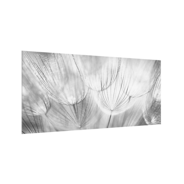 Spritzschutz Glas - Pusteblumen Makroaufnahme in schwarz weiß - Querformat - 2:1