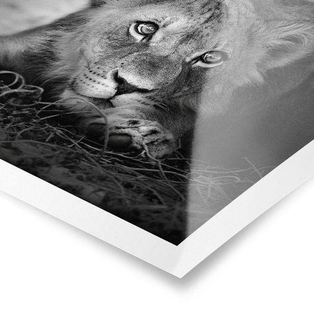 Poster - Lurking Lionbaby - Quadrat 1:1