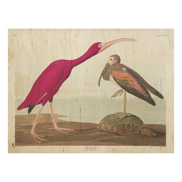 Holzbild - Vintage Lehrtafel Roter Ibis - Querformat 3:4